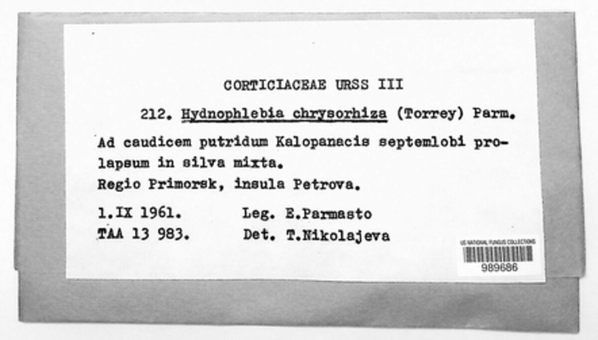 Hydnophlebia chrysorhiza image